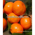 2016 Nanfeng orange seeds for sale